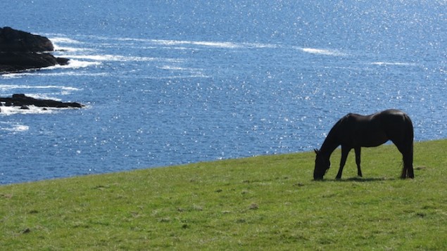 Pferde in Irland