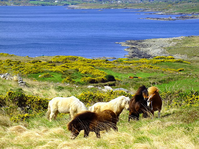 Pferde Irland