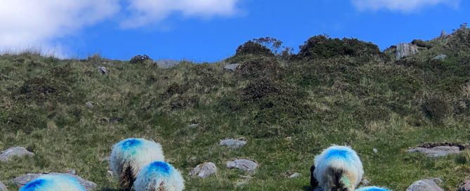 Irland Schafe