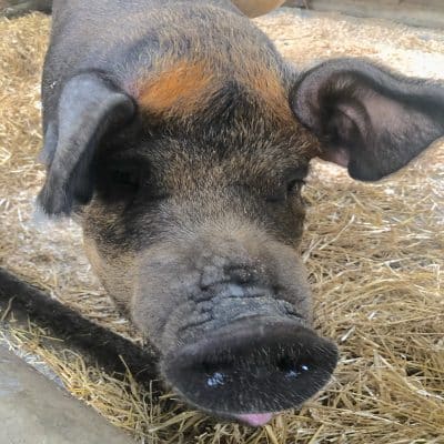 Irisches Protest-Schwein 