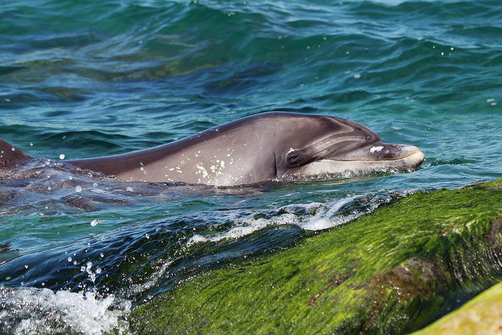 Irlandnews Irland TV-Tipp - Die Delfinflüsterin