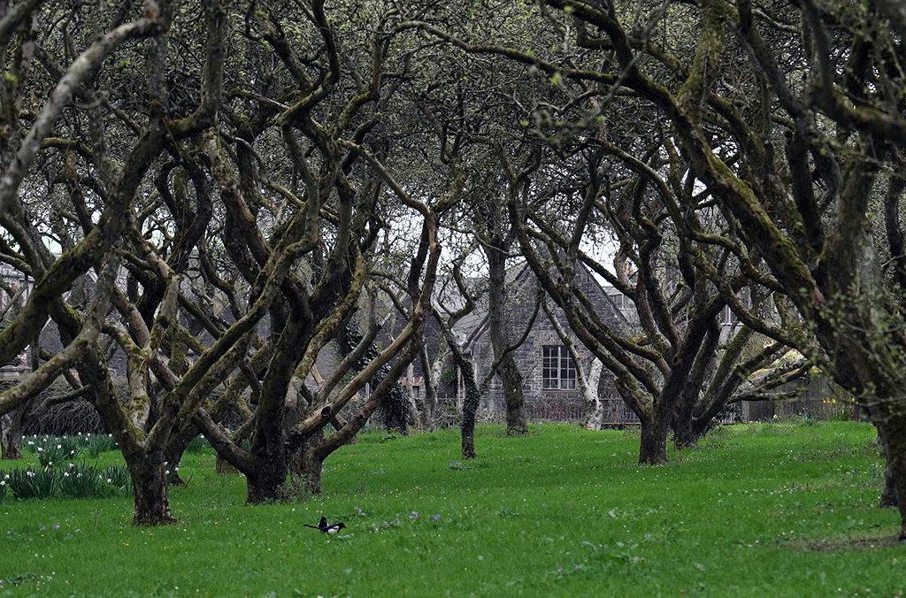 Irlandnews Irland TV-Tipp Auf der Insel der modernen Druiden