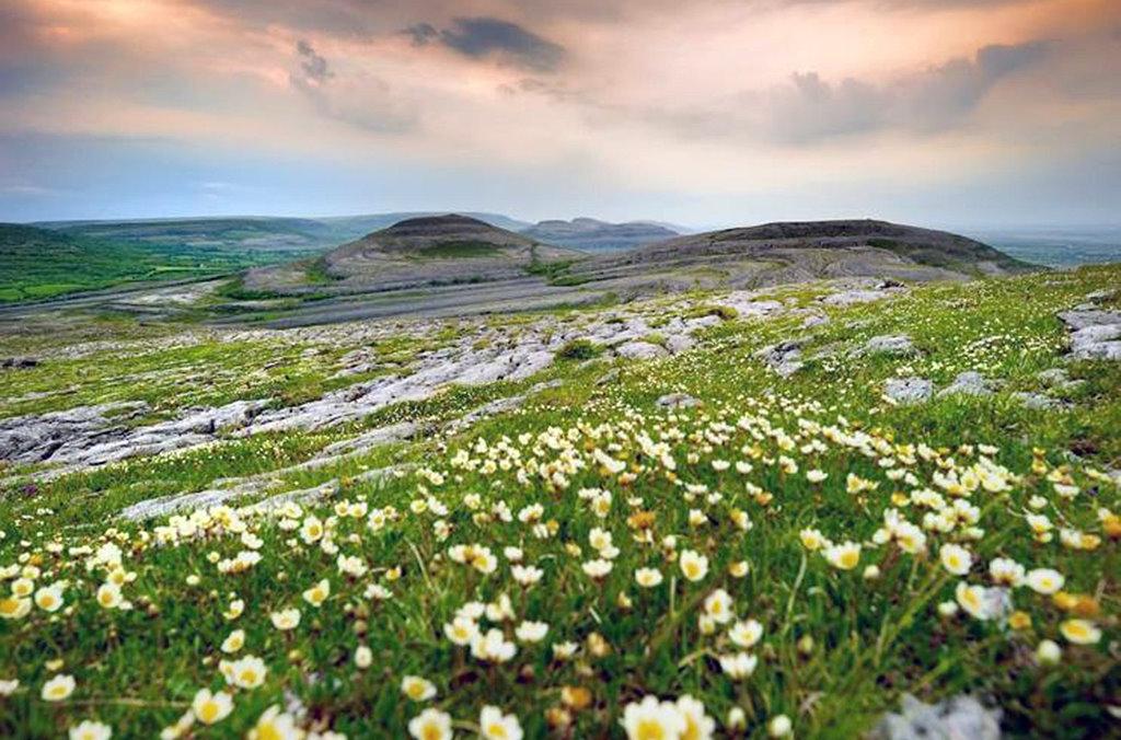 Irlandnews Irland TV-Tipp Natura Europa Burren in Blüte