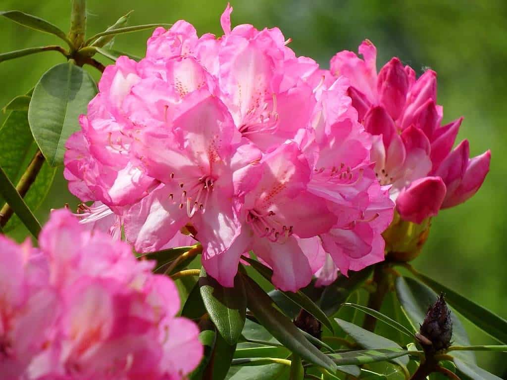 Irlandnews Irland TV-Tipp - Rhododendron