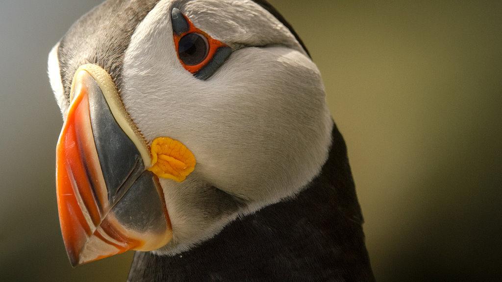 Irlandnews Irland TV-Tipp Wildes Irland Papageientaucher (Puffin)