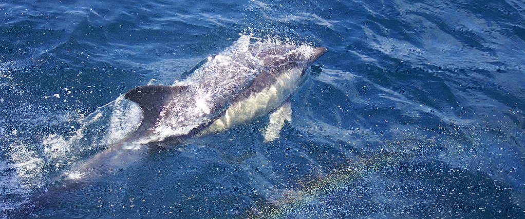 Irlandnews Irland TV-Tipp - wilder Atlantik - Delfin mit Regenbogen