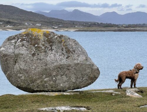 Mein Lieblings-Foto: Ein Stein und ein Hund in der Hundebucht bei Roundstone