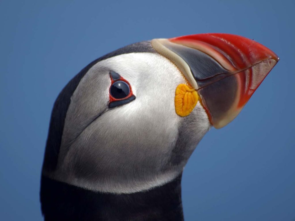 Catherine Merrigan On Living Among The Puffins